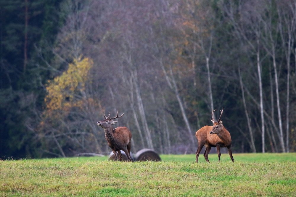 Photograph by Пашкевич Василий
