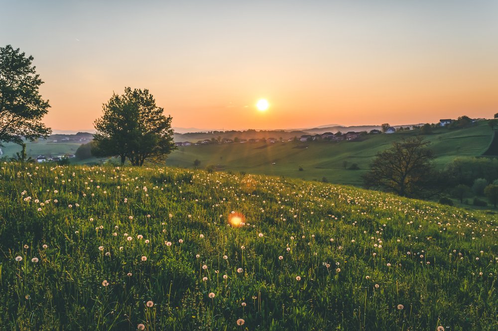 Dandelion field