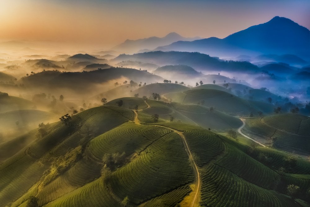 Long Coc tea hill dawn