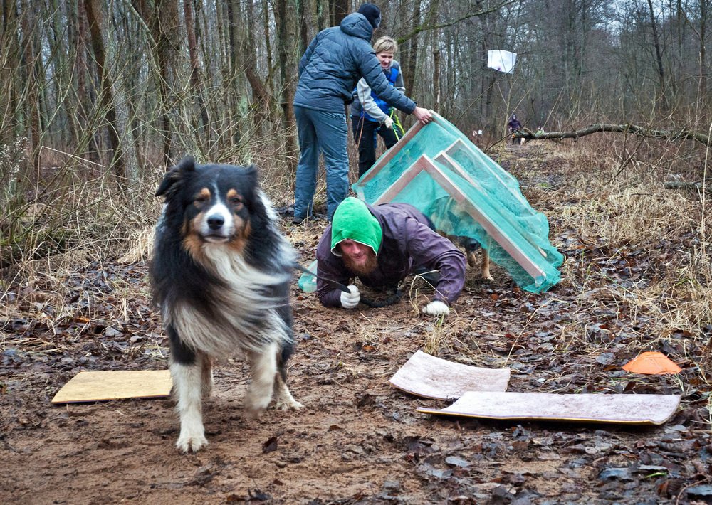 Extreme race with dogs