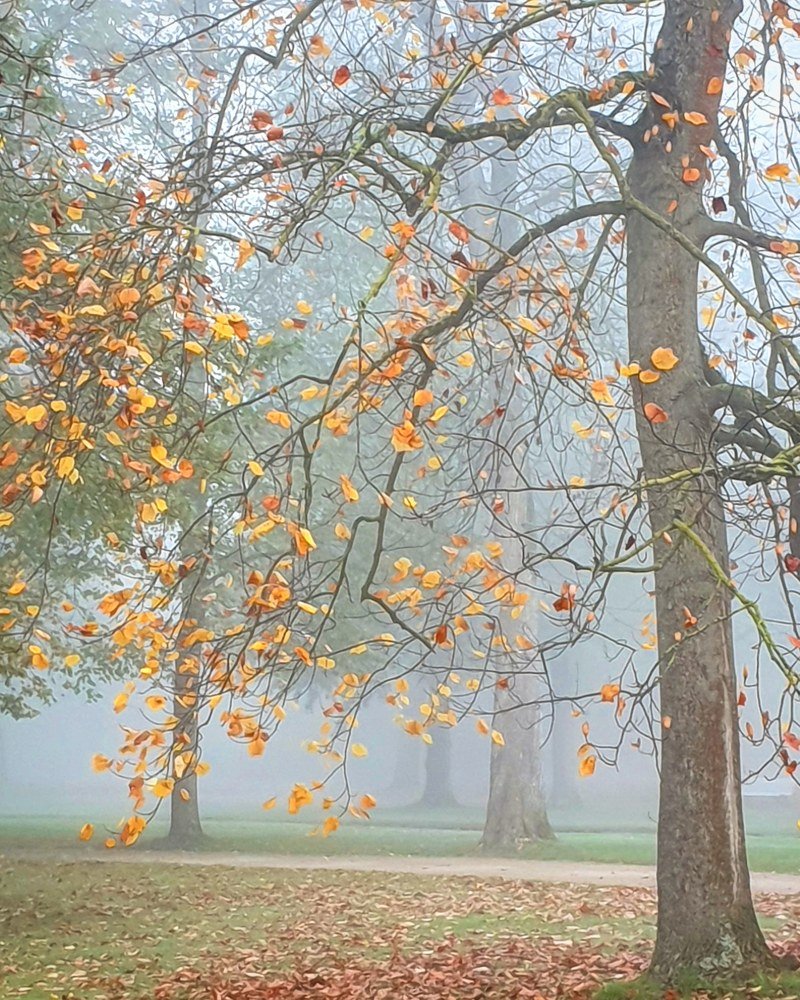 Тюльпановое дерево