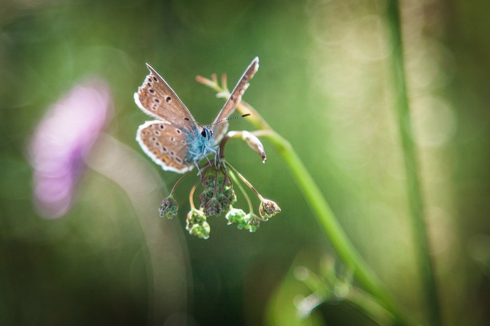 Фотография автора Сотников Иван