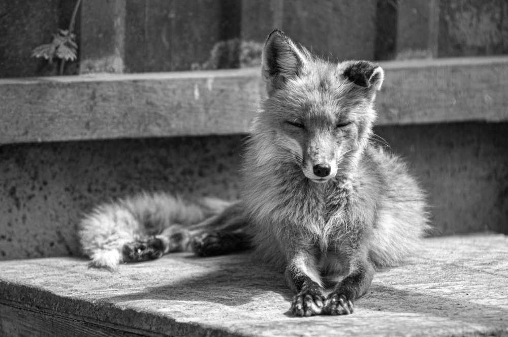 Photograph by Светлана