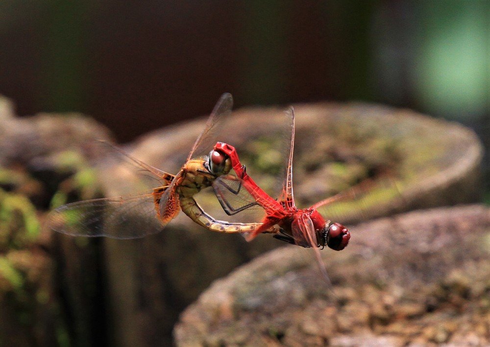 Photograph by Bee Lean SIN