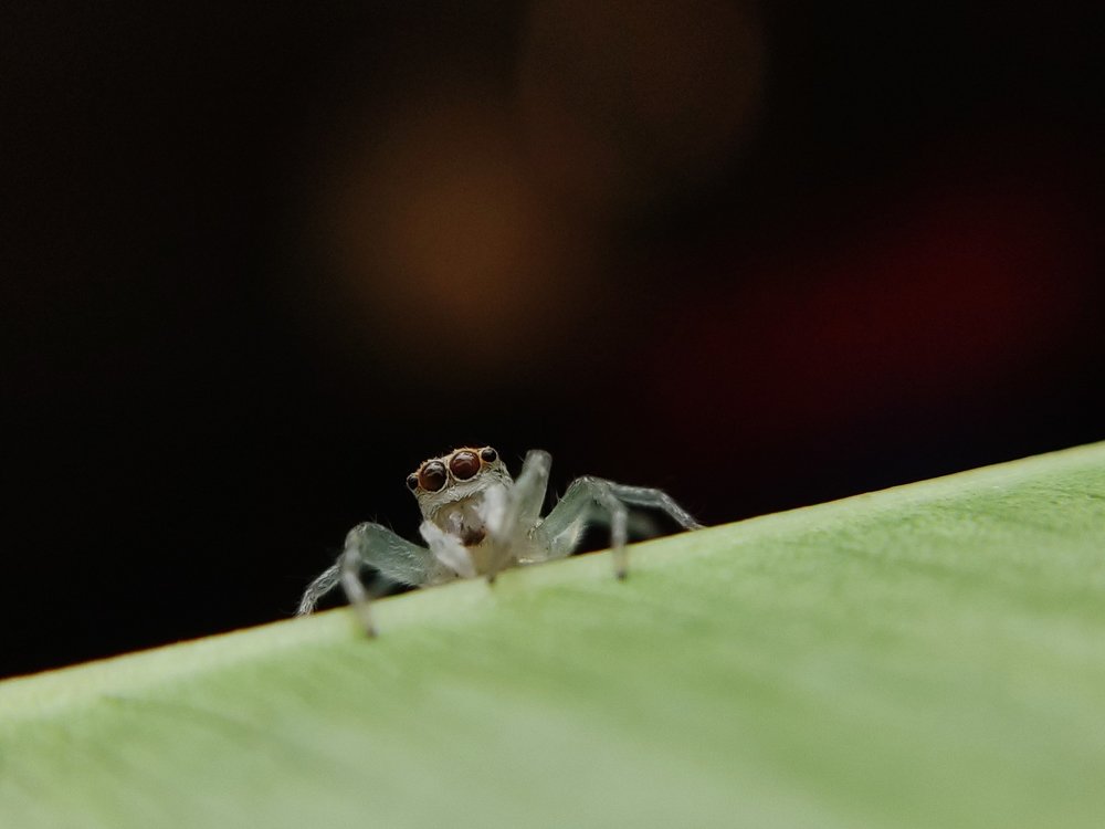 Telamonia dimidiata portrait