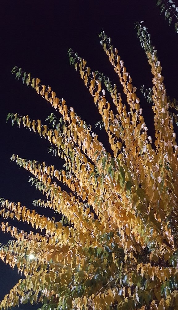 Золотая ночь