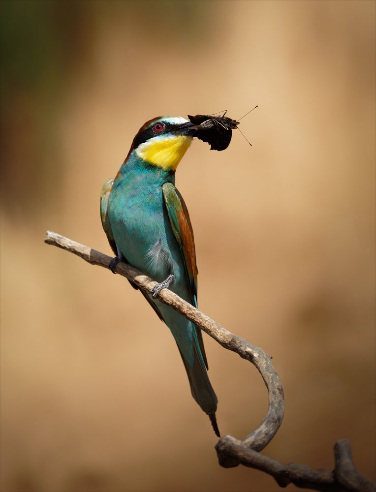 Photograph by Алексей Богорянов