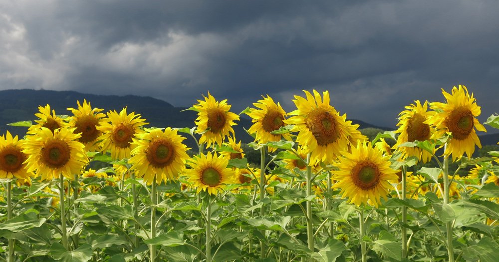 Photograph by Berenice Goelzer