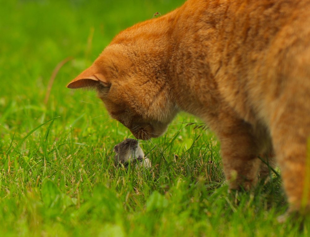 Photograph by Наталья Викарчук