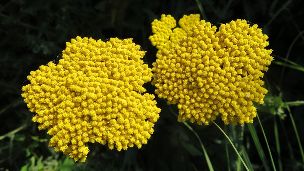 Photograph by Berenice Goelzer