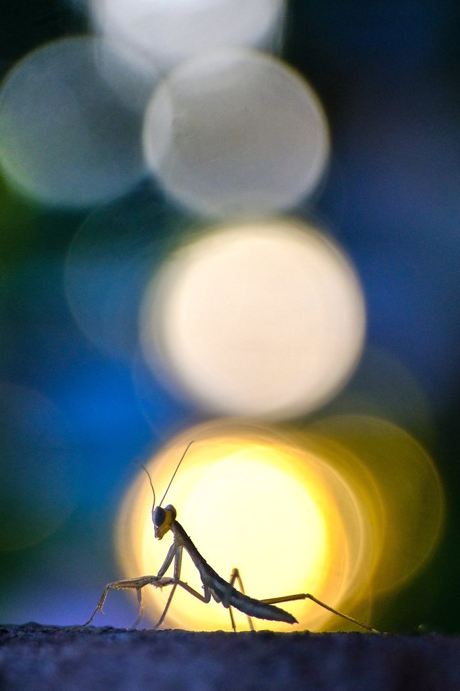 Богомол на закате