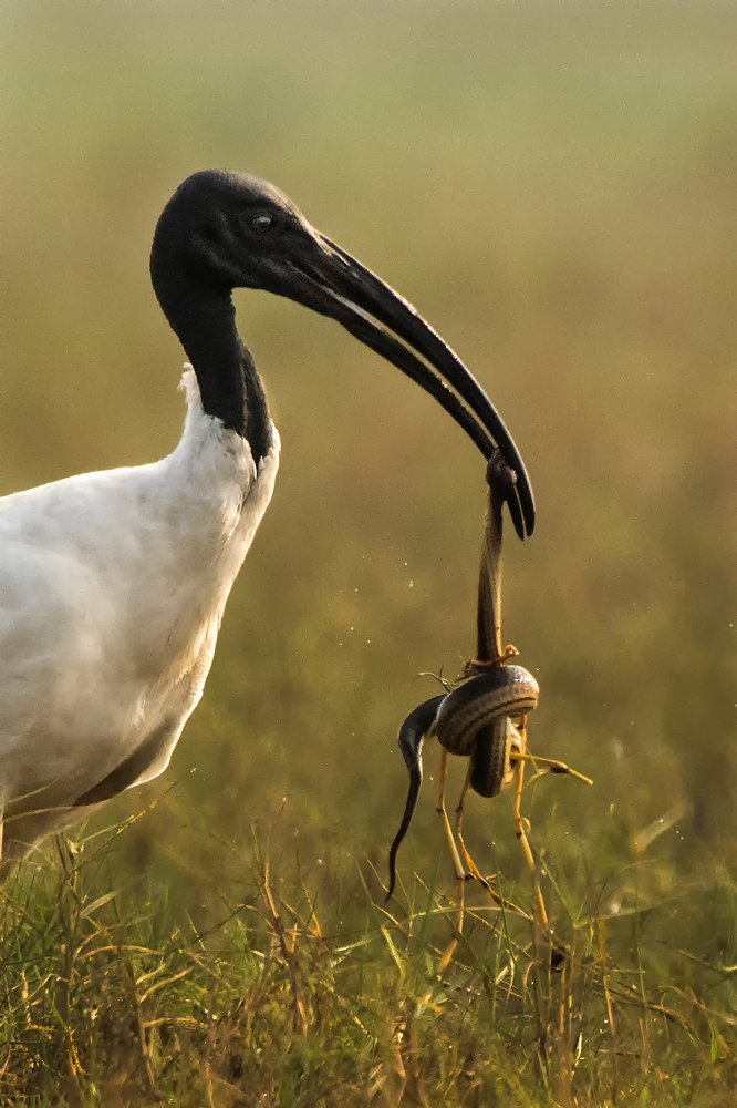 Фотография автора BISWAJIT MUKHERJEE
