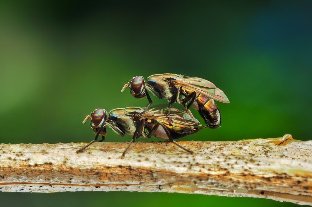 Photograph by Muhammad Faishol Husni