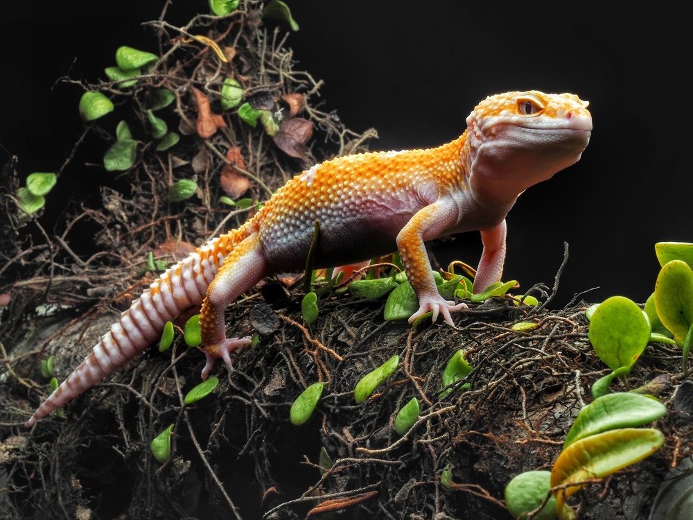 Photograph by Muhammad Faishol Husni