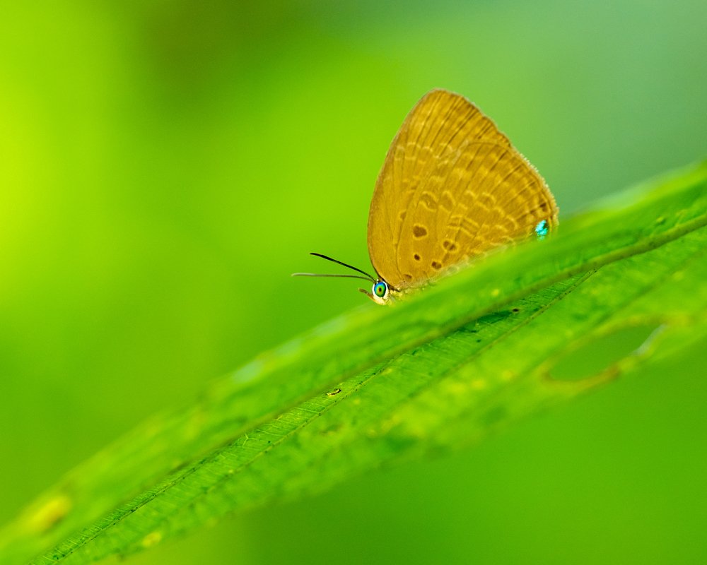 Photograph by Photons Reflectitur