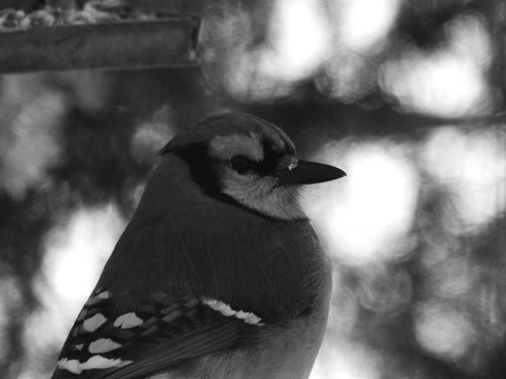 Photograph by Josée Beauchemin