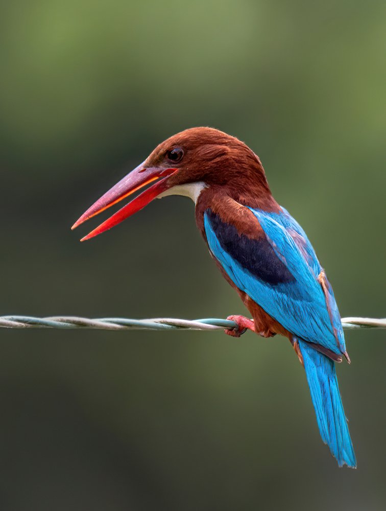White Throat Kingfisher