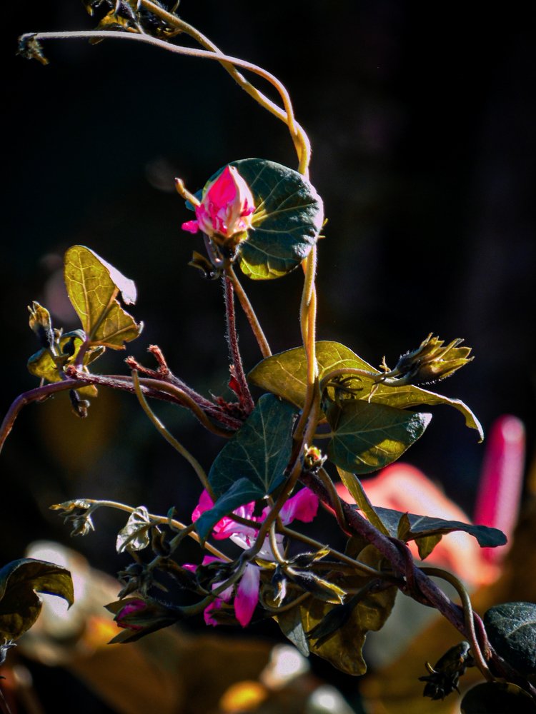 Photograph by Marvin Marroquín