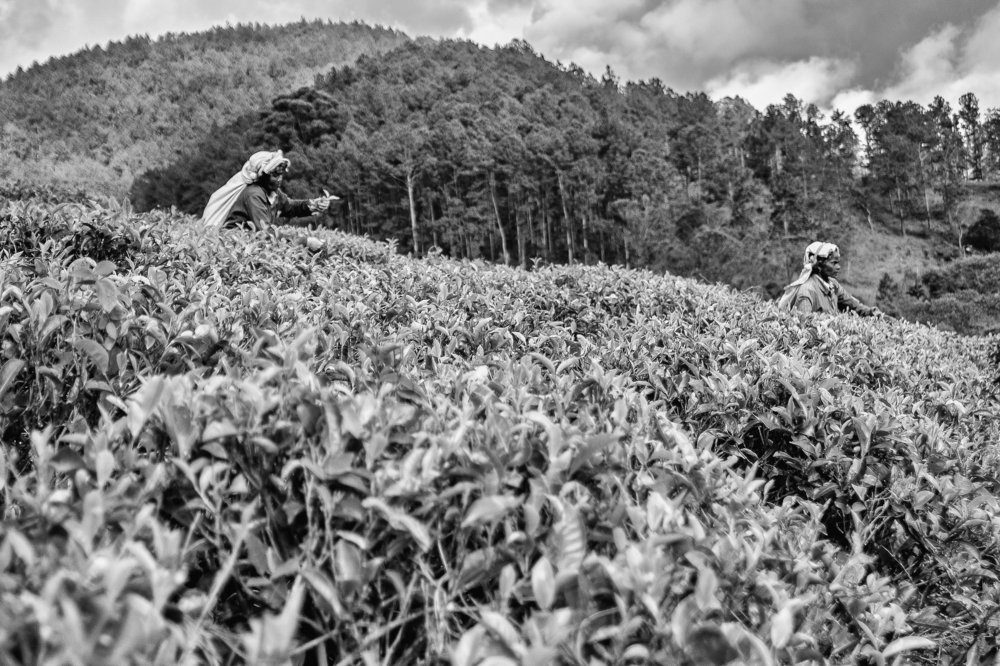 One day in the tea field