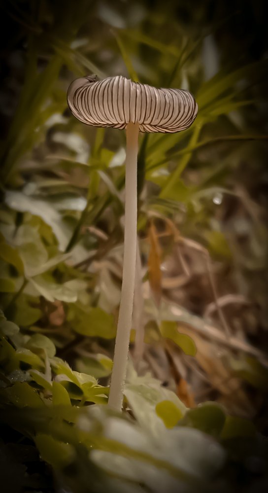 Macro of the mushroom.