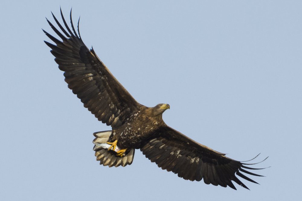 Крылатые хищники