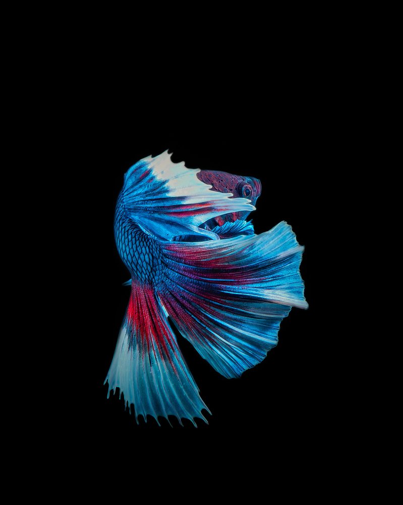 Photograph by Endra Agust