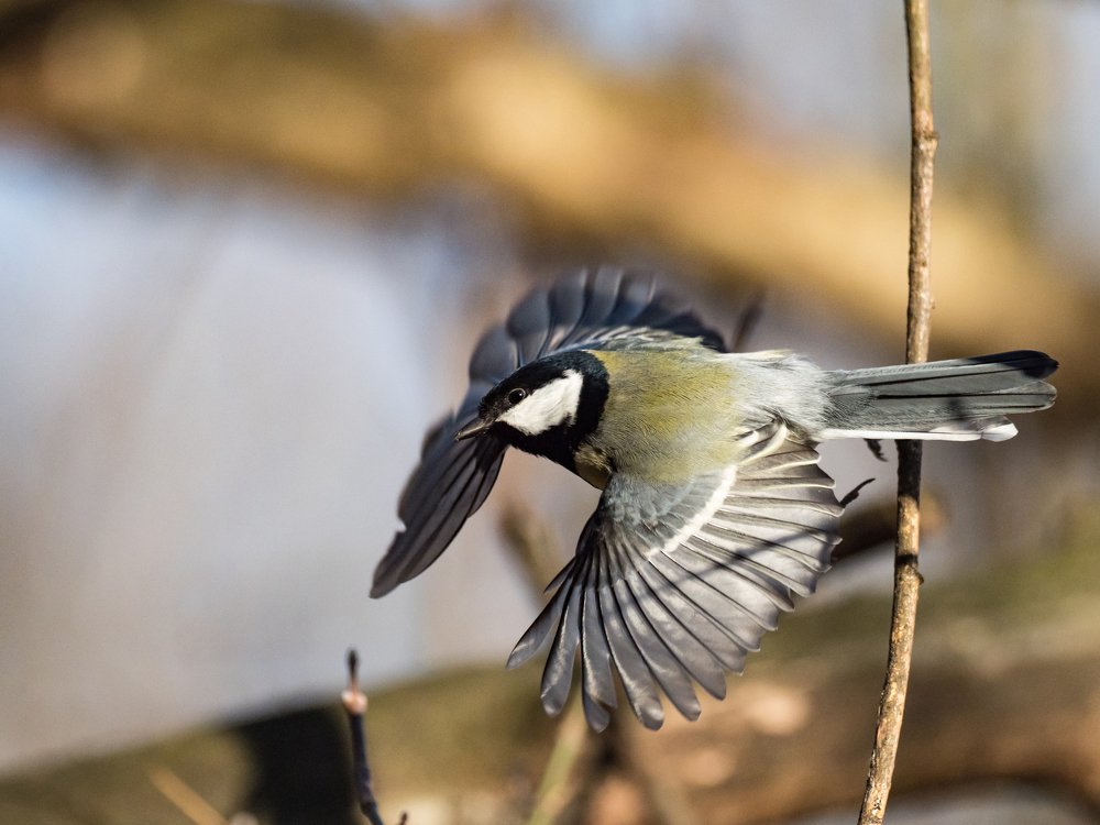 Tit in flight