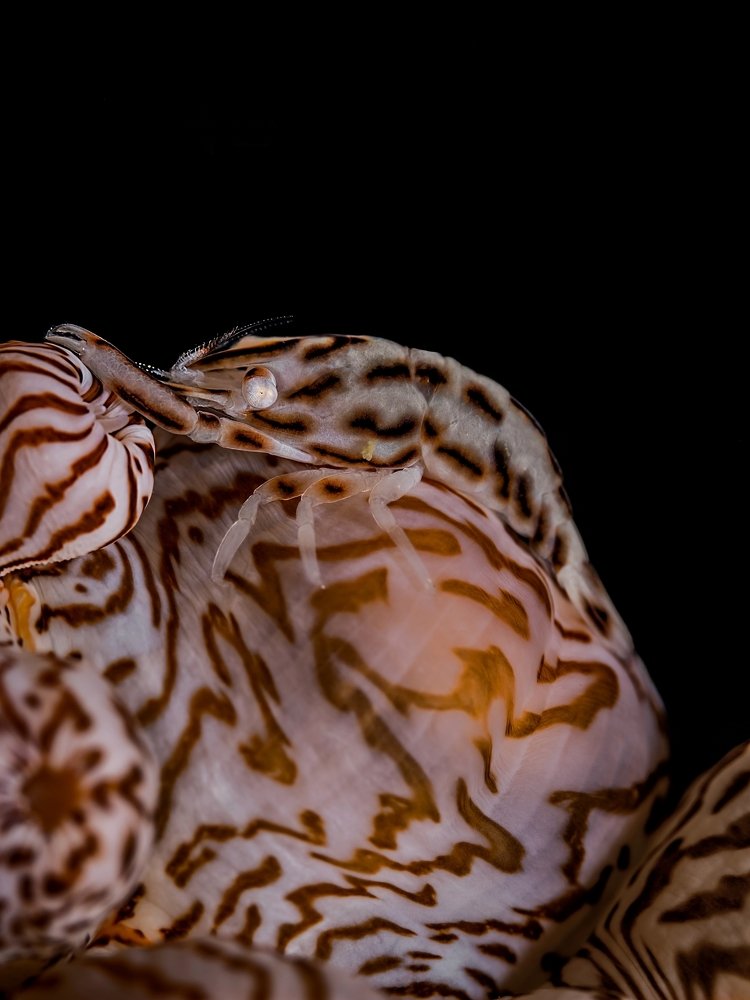 Anemone and Animal Print