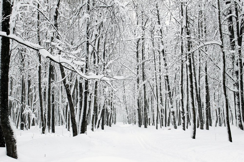 Photograph by Нинель Некрасова