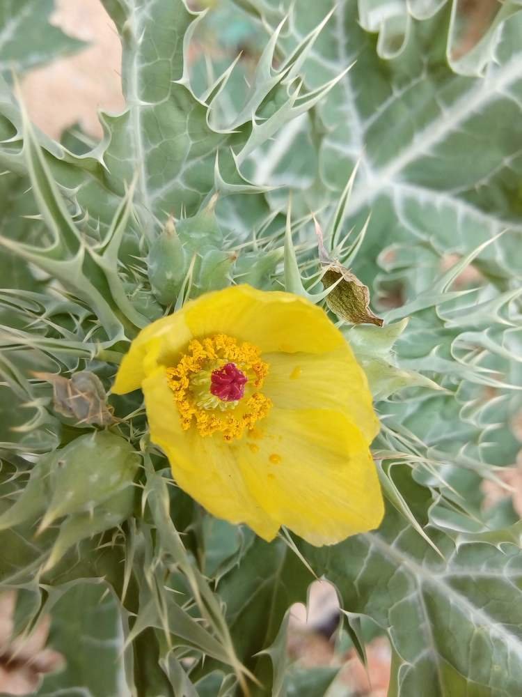 Photograph by Kabita Jena