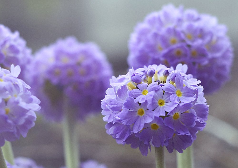 Photograph by Соколова Елена