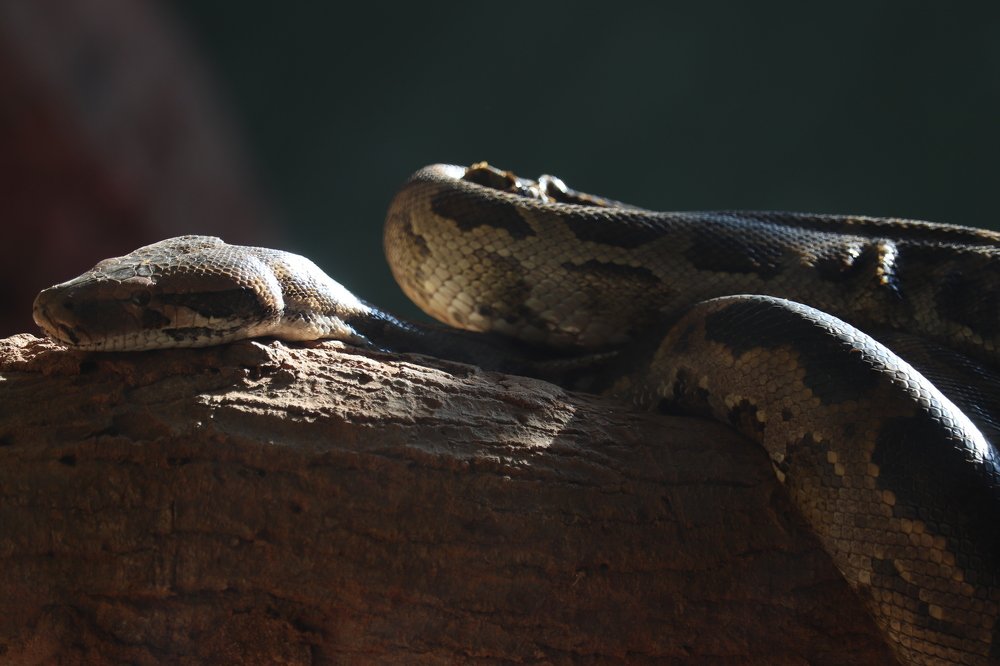 Photograph by Alka Priyadarshinee