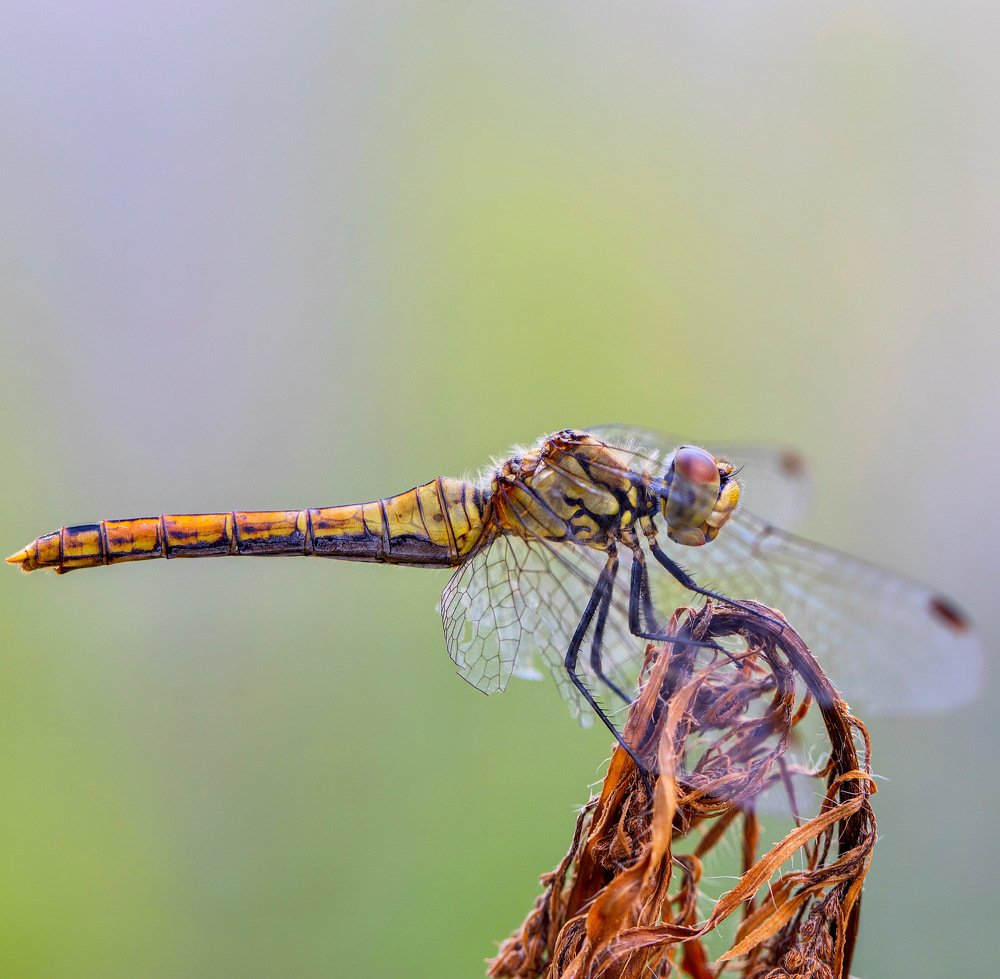 Фотография автора Dolli Pogrebnaya