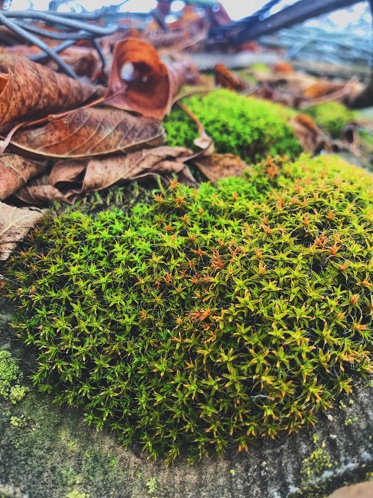 Фотография автора AnnA Shchegrinets