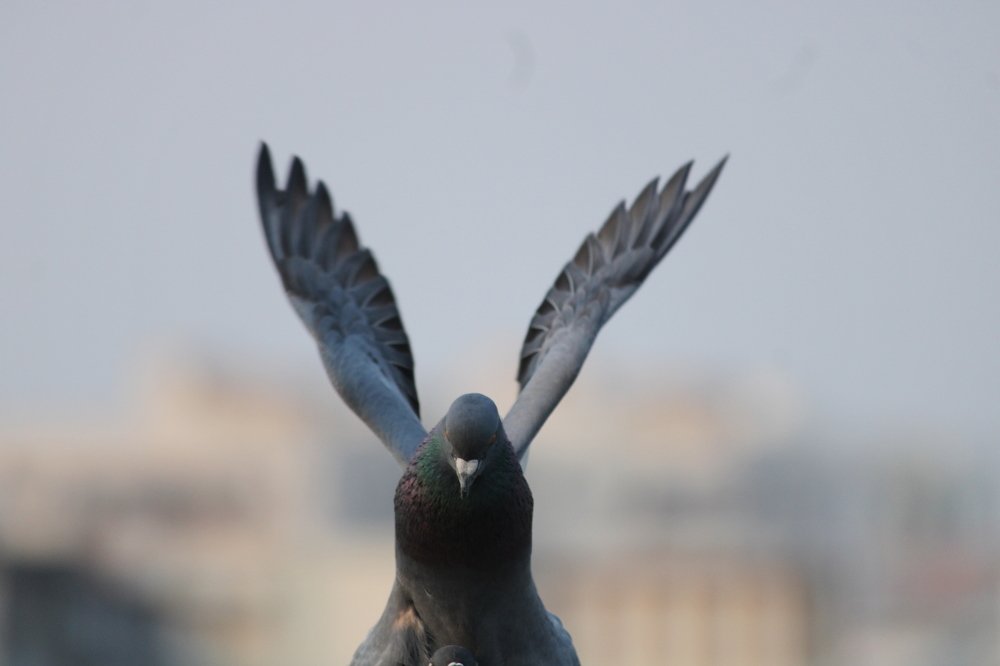 Photograph by Jayanta Chakravorty