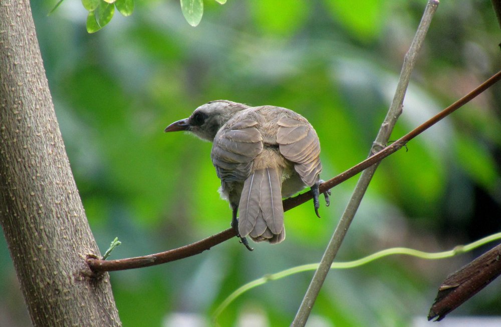 Yellow Vented Bulbul