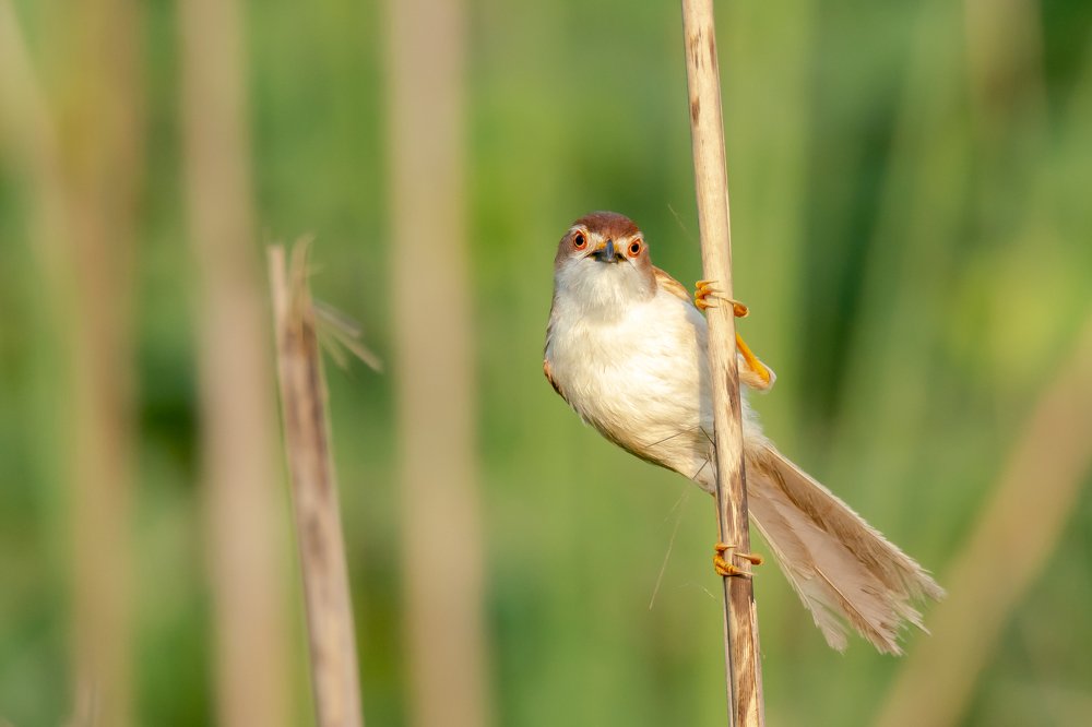 Photograph by Shantanu Mukherjee