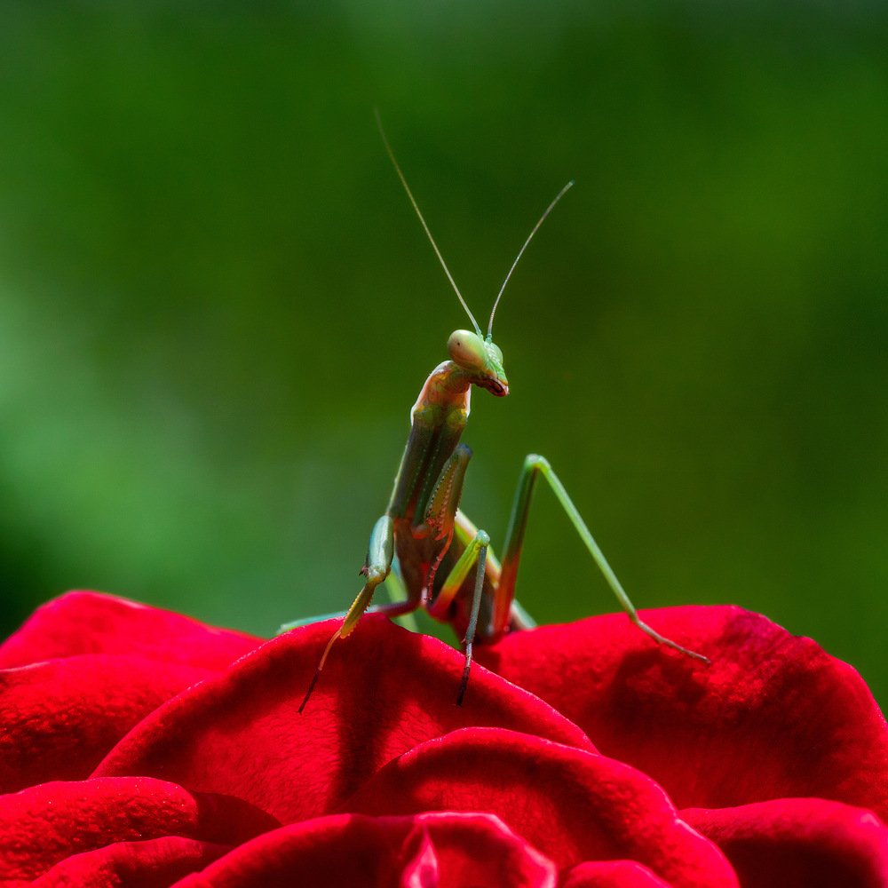 Фотография автора Dolli Pogrebnaya