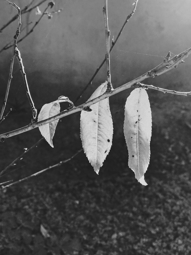 Фотография автора AnnA Shchegrinets