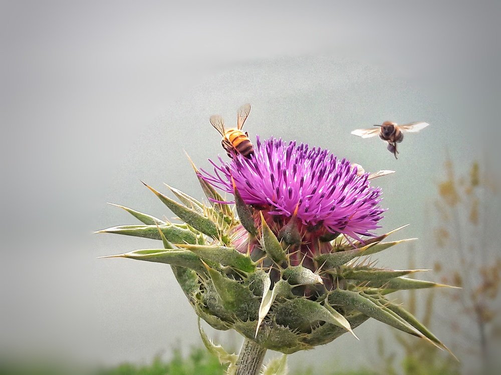Photograph by narjes moghimi