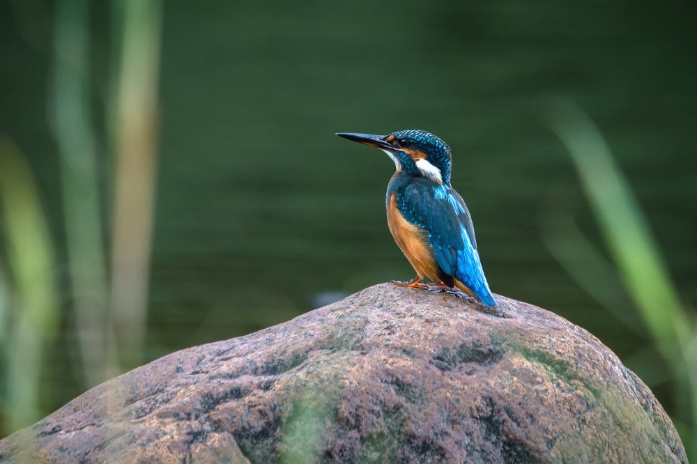 Зимородок. Синяя птица удачи!