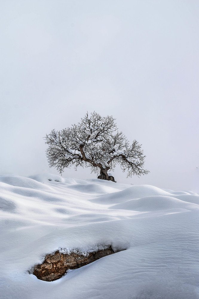 Фотография автора ziba alirezaei58