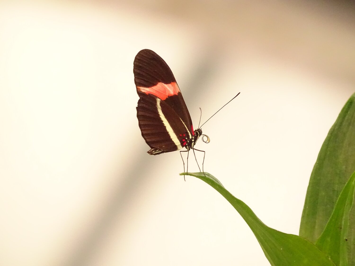Heliconius erato (mariposa de bandas carmesí)