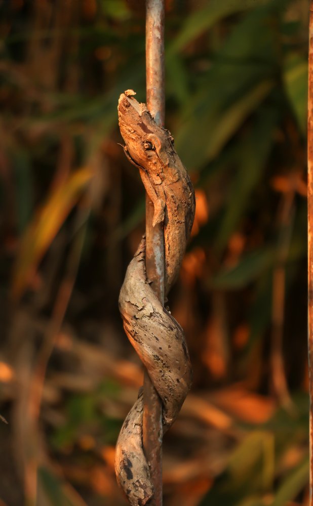 Phenomenal art of the nature!