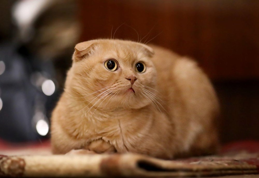 Тихон Филиппович.