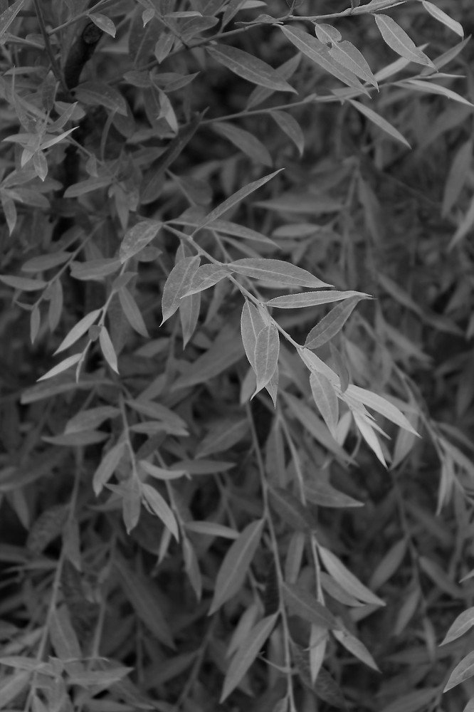 Black&White Nature
