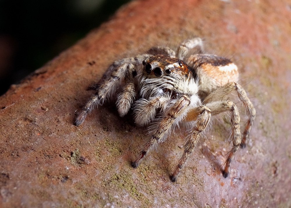 Сосед из моего огорода