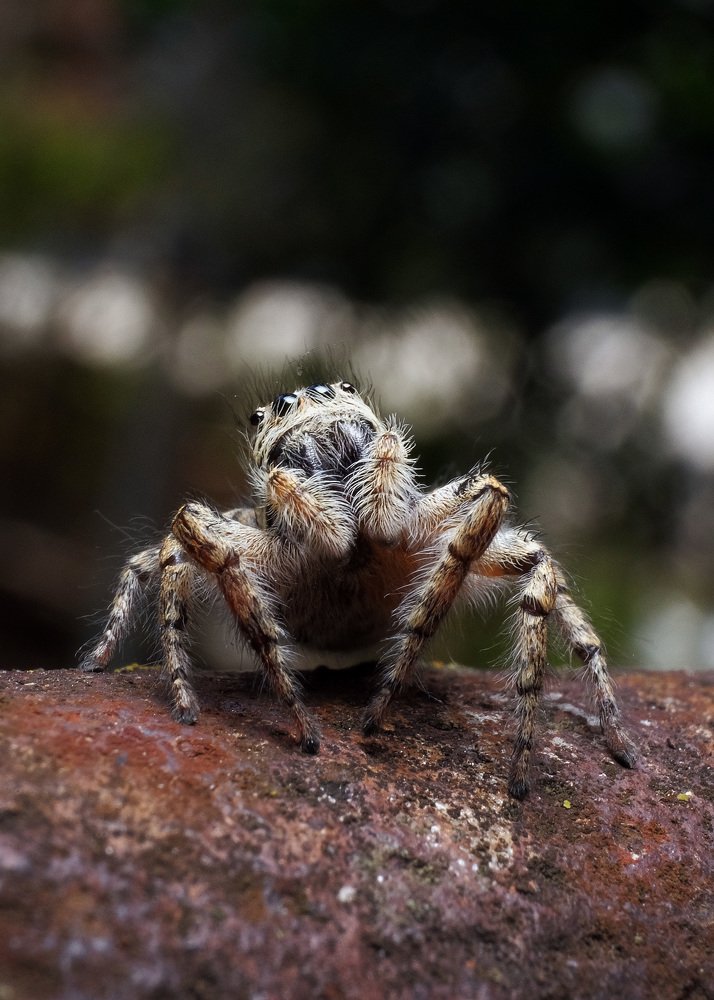 Сосед из моего огорода