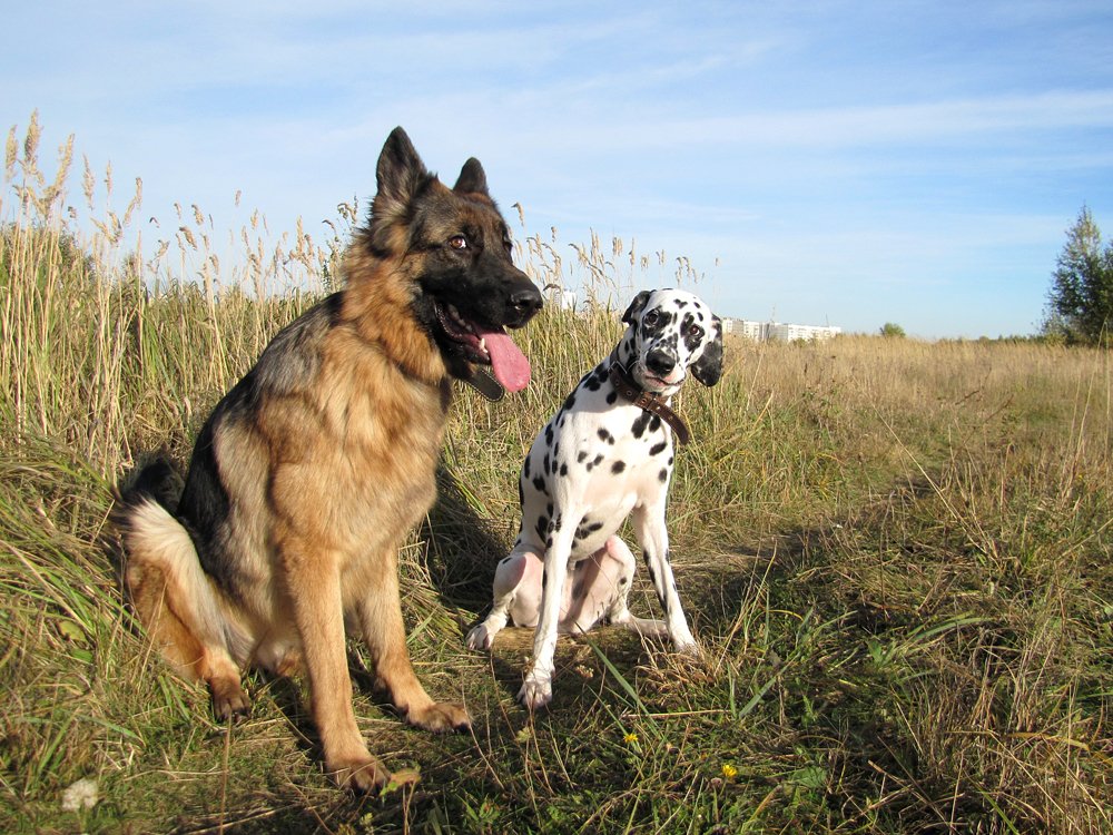Подружки-хулиганки