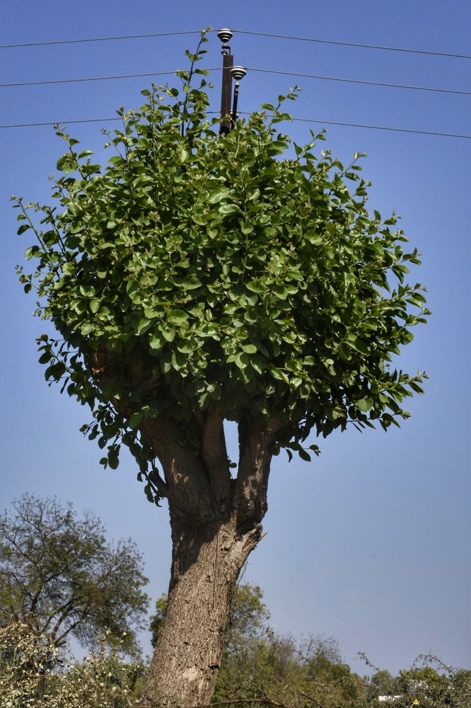 Tree Growing As Electric Pole & its branches